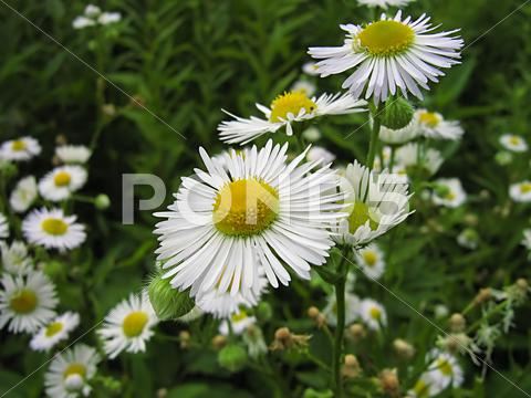 Stock photo of White Flower