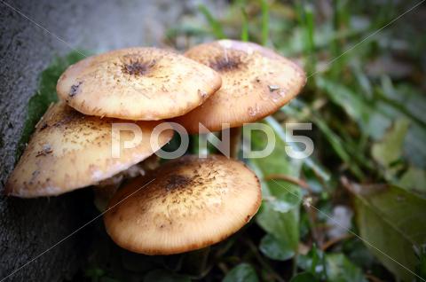 Stock photo of honey fungus