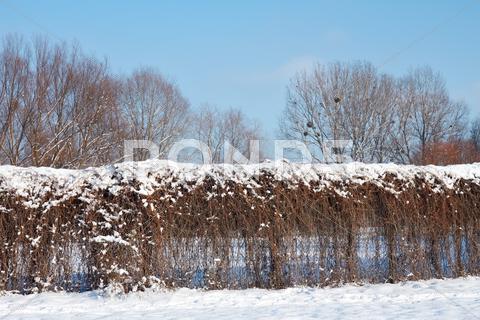 Stock photo of fence of dried lianas in winter park