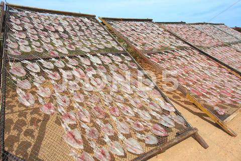 Stock photo of dried squid
