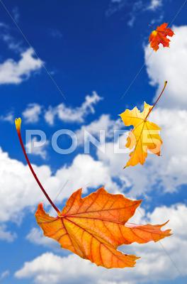 Stock photo of fall maple leaves background