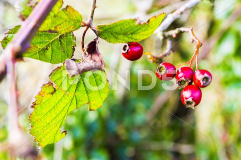 Stock photo of Red Berrys