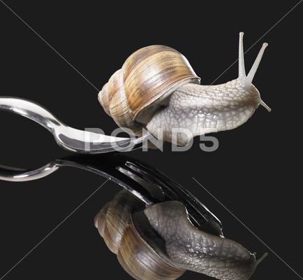 Stock photo of grapevine snail on fork