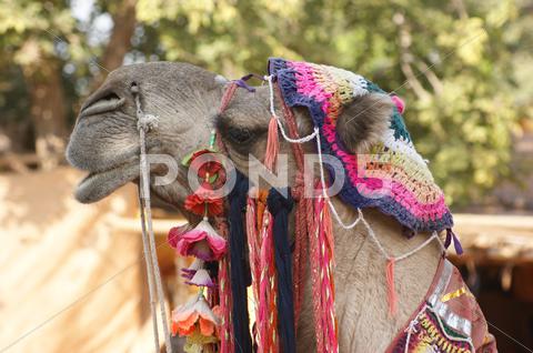 Stock photo of adorned camel portrait