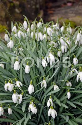 Stock photo of white snowdrop flowers