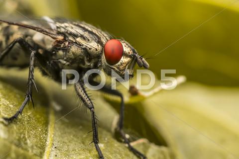 Stock photo of House Fly