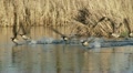 Geese In Flight, Bird, Birds, Fly, Flying Video