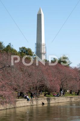 Stock photo of washington monument reflected in tidal basin and surrounded by pink japanese