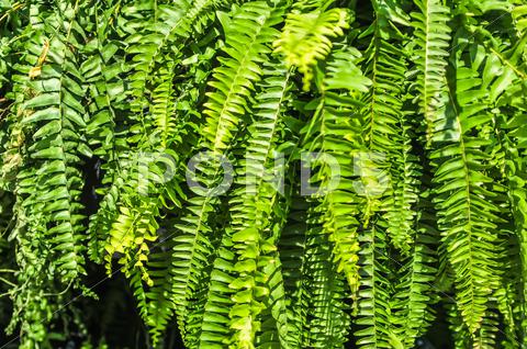 Stock photo of beautyful leaves of fern (cyathea lepifera)