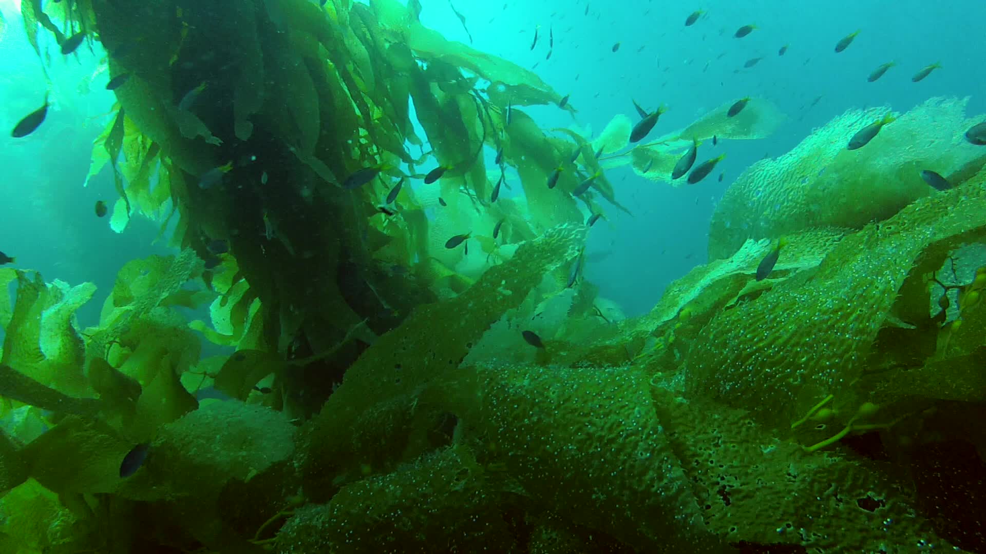 California Kelp Forest School of Fish Video 22692245