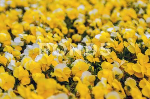 Stock photo of yellow petunia blooming brilliantly in spring