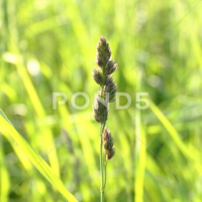 Stock photo of spike grass