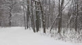 Falling snow in the park 2 Footage