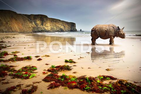 Stock photo of beach rhino