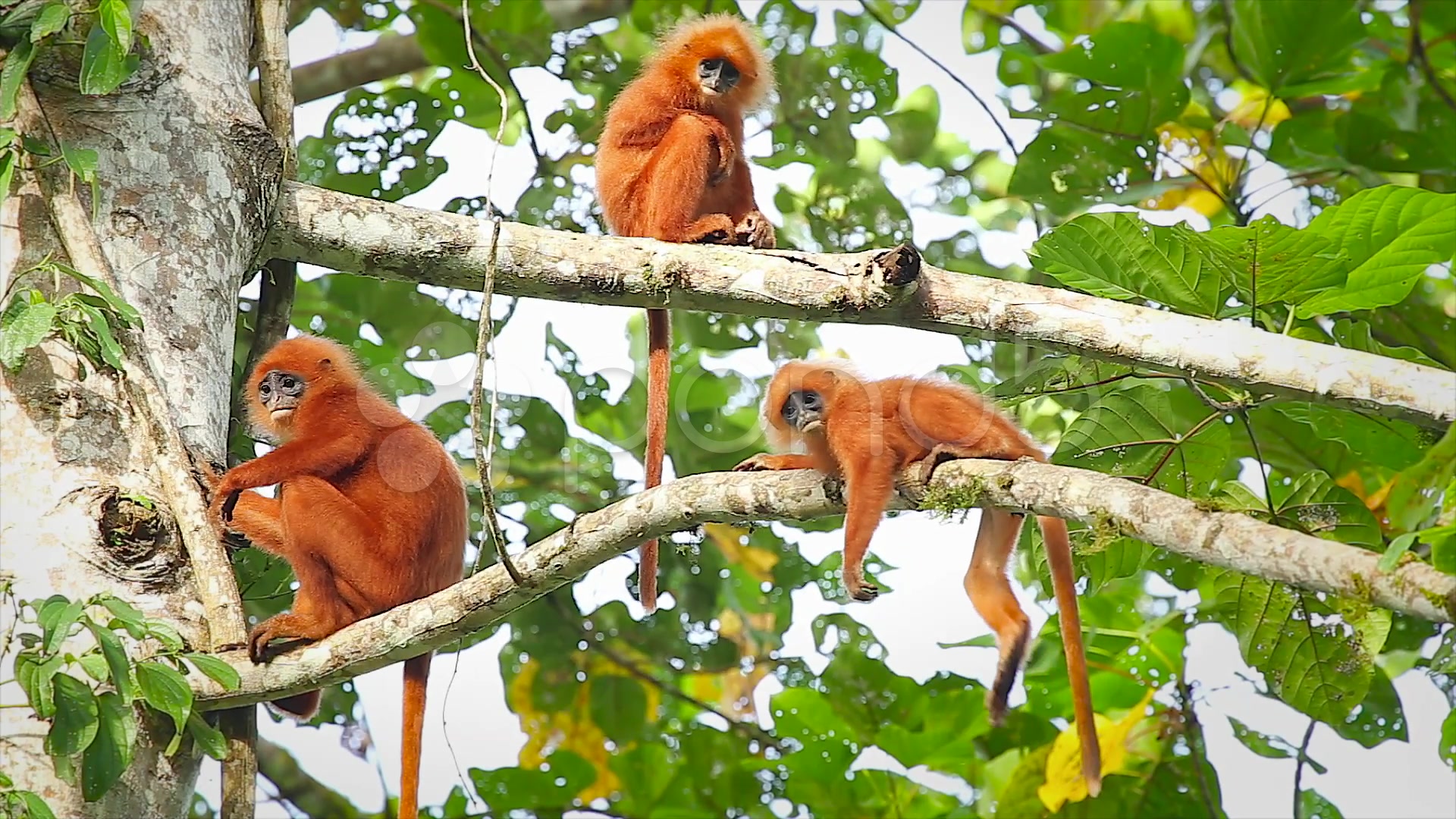 Video Rare Red Leaf Monkeys (young infants) in the jungles of Borneo