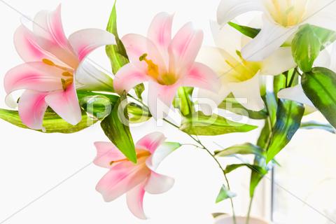 Stock photo of lily