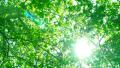 Forest Sunlight LM13 Video