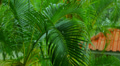 Tropical Rain in Exotic Thailand Video