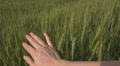 Farmer hand touch green wheat oat stem stalk field rural plant cereal meadow day Footage