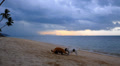 Two Dogs Playing at the Beach in the Evening. Thailand. Video
