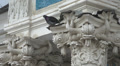 Dove on the capitals of the columns. 4K. Video