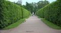 Alley. Pushkin. Catherine Park. Tsarskoye Selo. 4K. Video