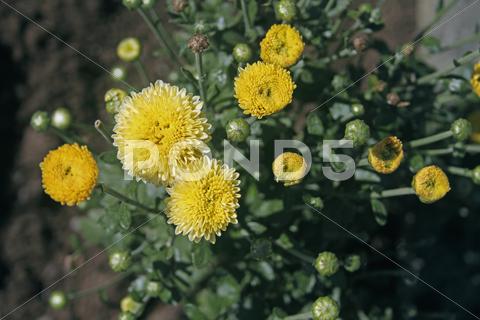 Stock photo of The blooming chrysanthemums