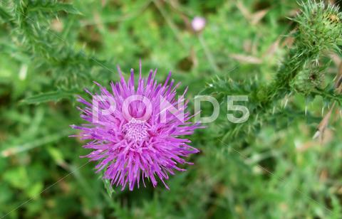 Stock photo of thistle