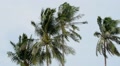Palm Trees Blowing in the Wind. Video