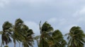 Palms at Hurricane. Bad Windy Weather in Tropics. Video