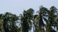 Trees at Strong Wind at the Beach. Video