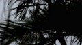 Rainy Season in the Tropical Region. Palm Tree in Wind. Video