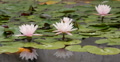 Lily Pad 02 Reflections on water Video