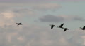 Canada Geese, Geese, Birds, Fly, Flight, Flying, 4K, UHD Video