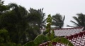 Bad Weather in Tropics. Wet Houses and Palm Trees. Video