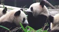 Panda Bears Eating Bamboo 05 4K Footage