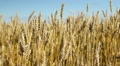 Wheat crop. Shallow DOF. Saskatchewan, Canada. Footage